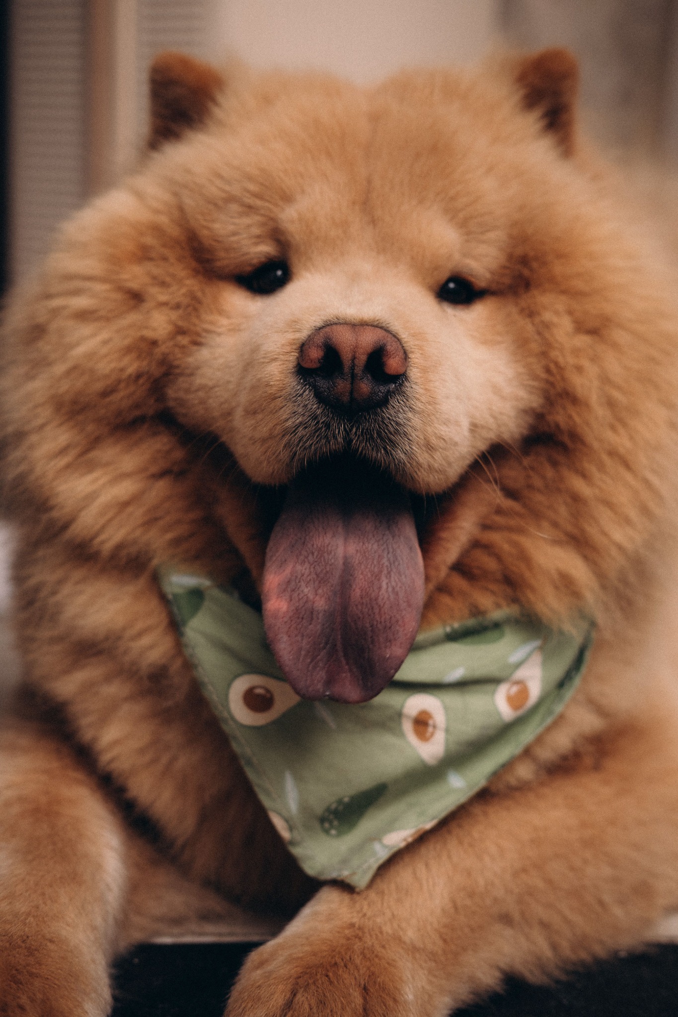 Chow Chow feliz atendido por Maskotízate Pet Shop
