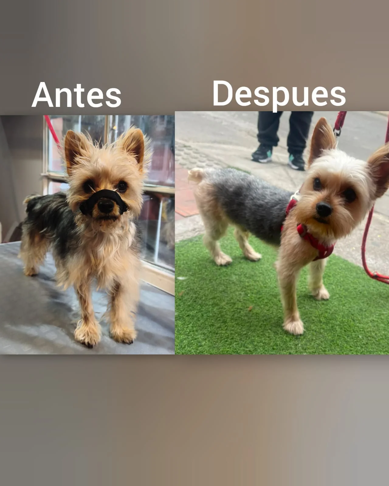 Transformación Maskotízate