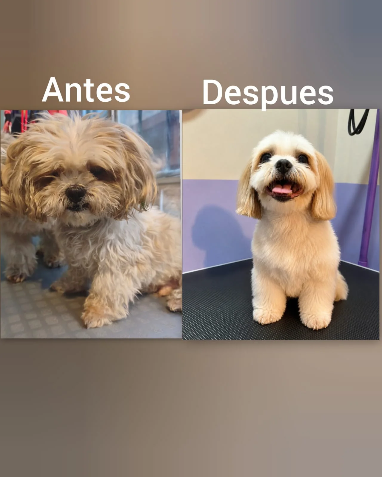 Transformación Maskotízate
