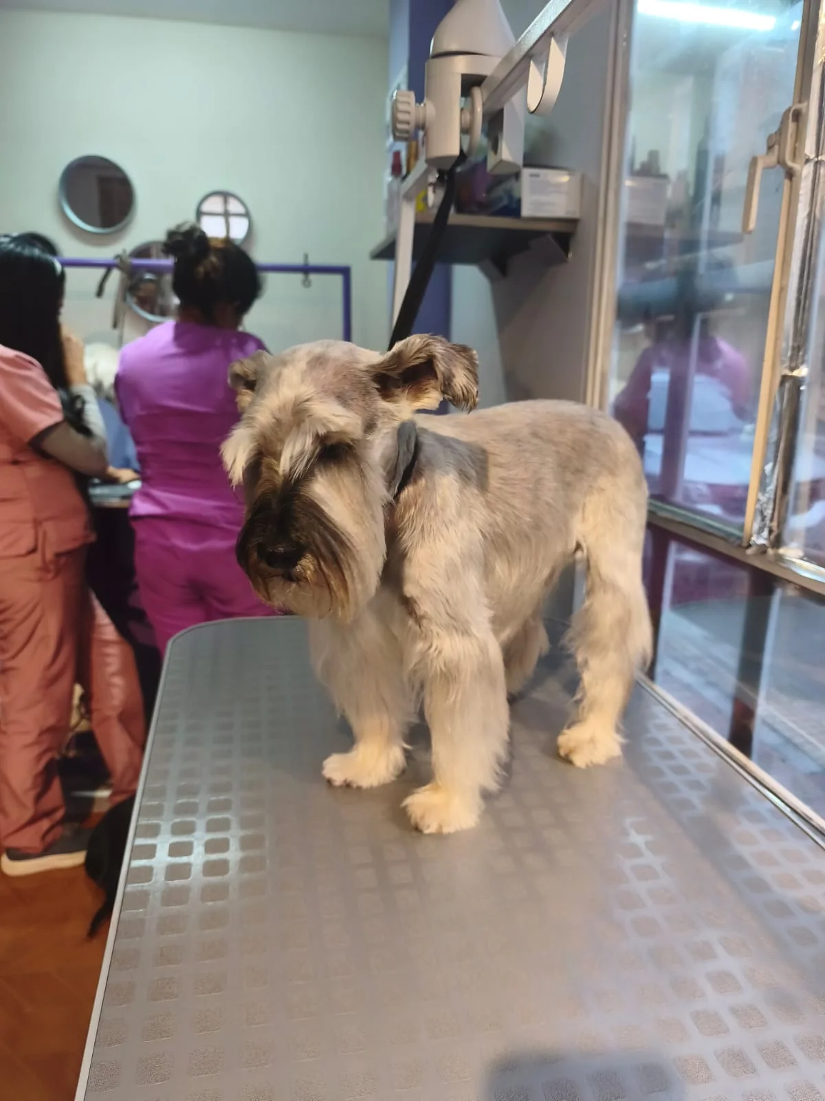 Transformación Maskotízate