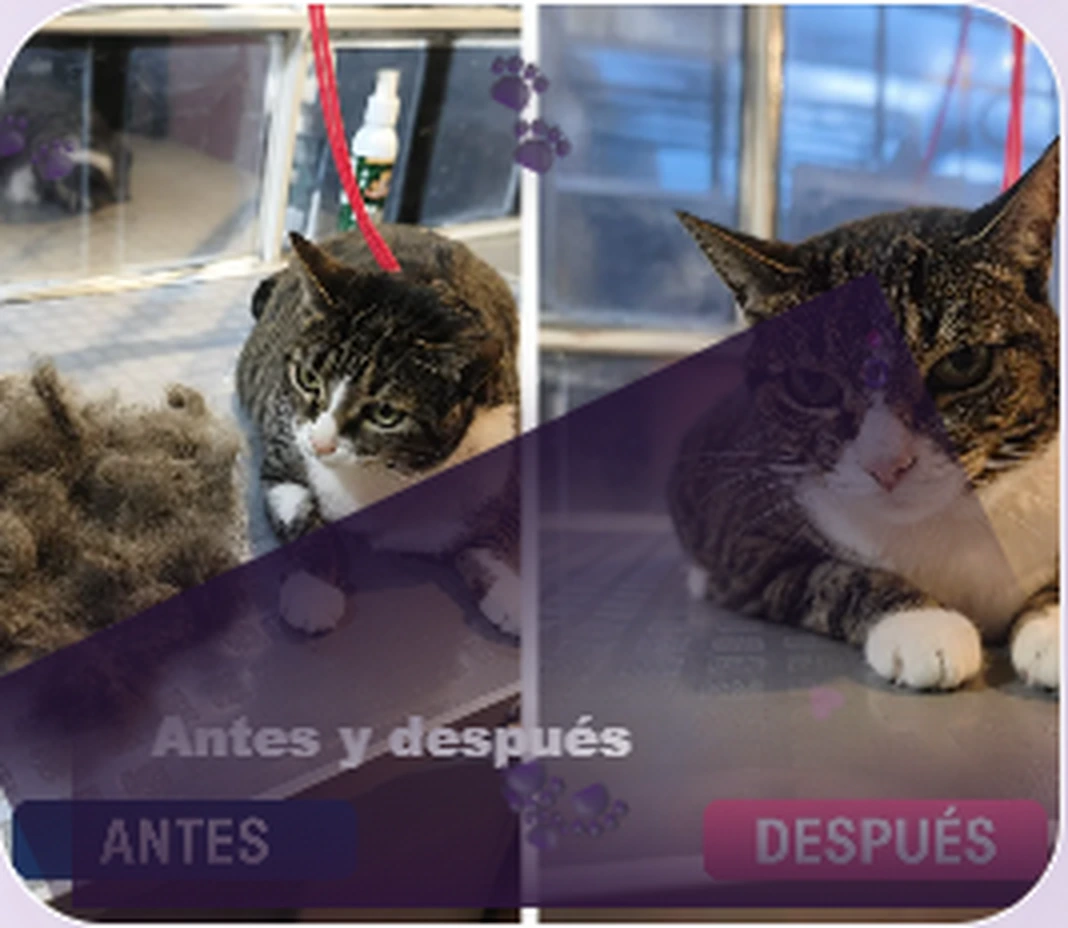 Bienestar felino realizado por Maskotízate Pet Shop Spa