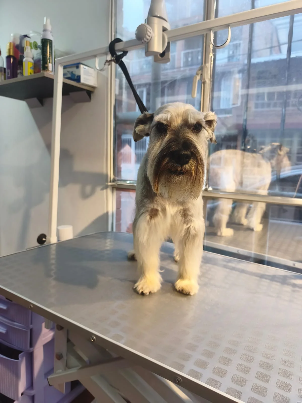 Antes y después realizado por Maskotízate Pet Shop Spa