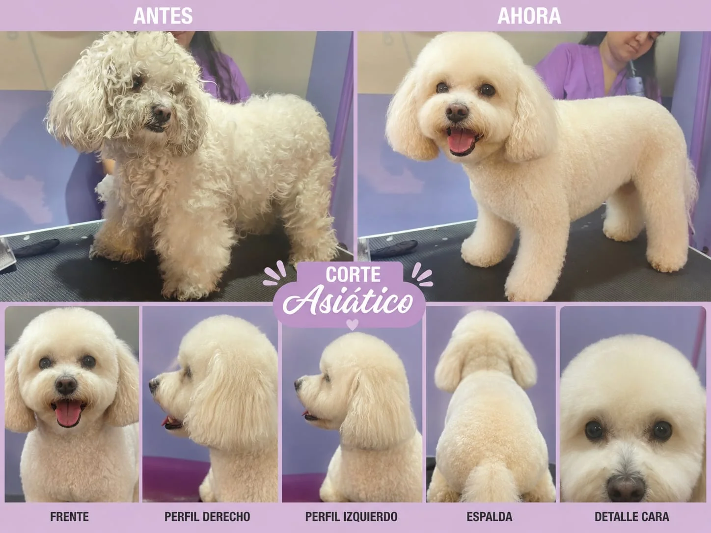 Grooming profesional realizado por Maskotízate Pet Shop Spa