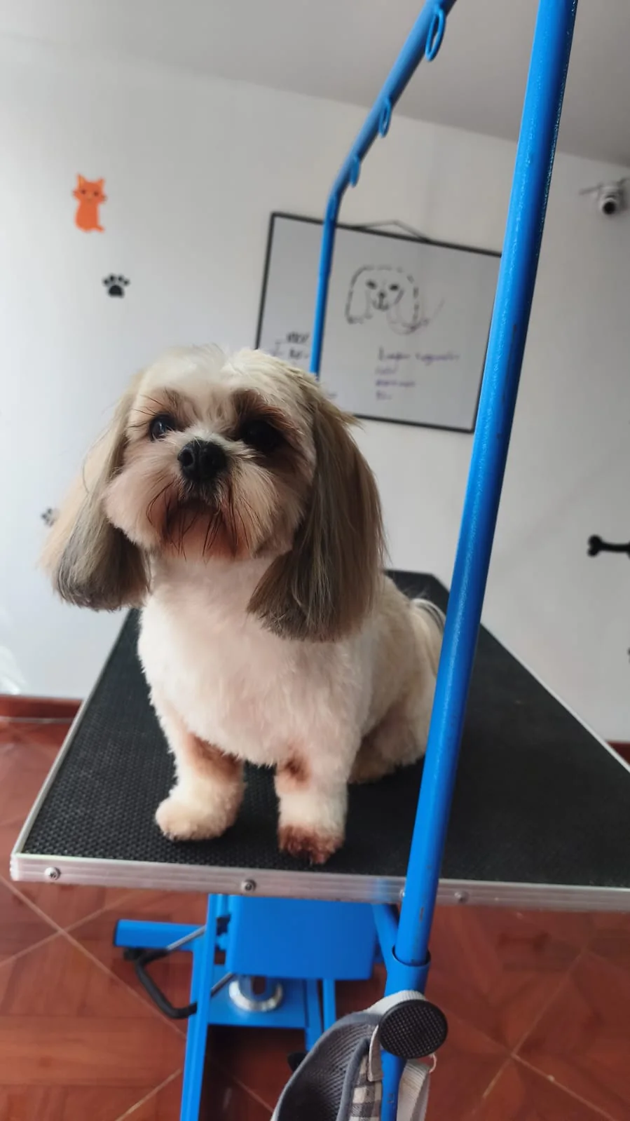 Antes y después realizado por Maskotízate Pet Shop Spa