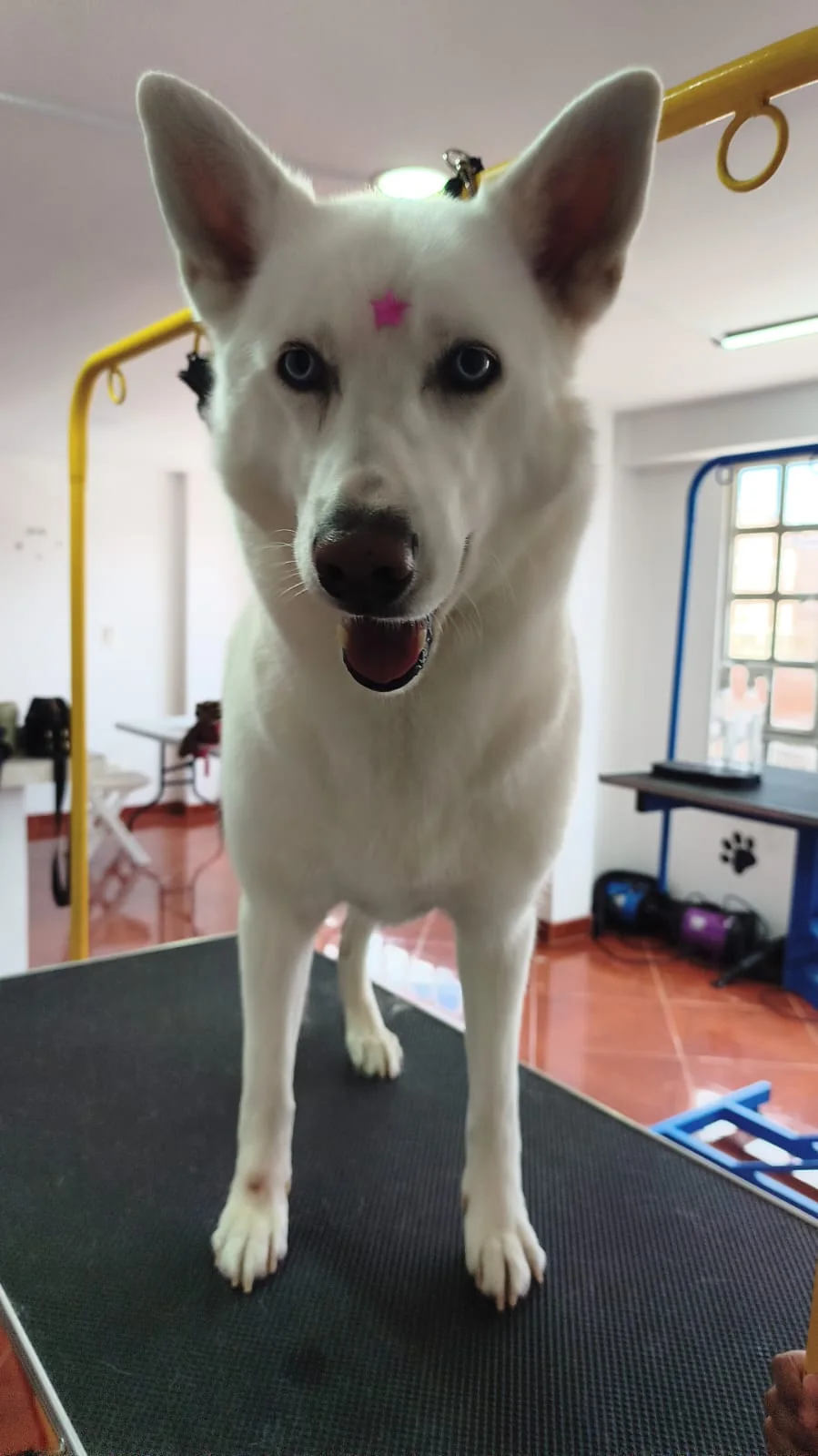 Antes y después realizado por Maskotízate Pet Shop Spa